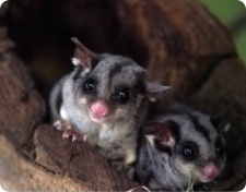 Zoo Animal Appraiser