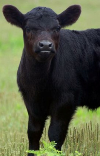 Daventry Appraisal Services