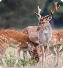 Zoo Animal Appraiser